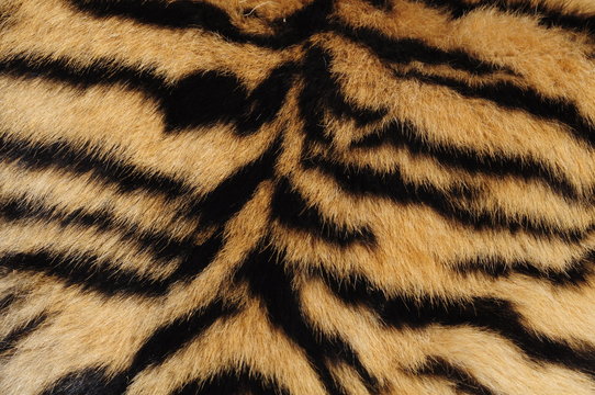Closeup fur pattern of the Bengal Tiger