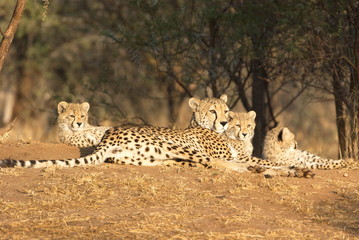 African Cheetah