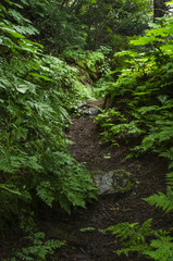 Obraz premium Forest Trail