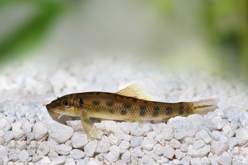 Obraz na płótnie Canvas Chinese Algae Eater Catfish Gyrinocheilus aymonieri