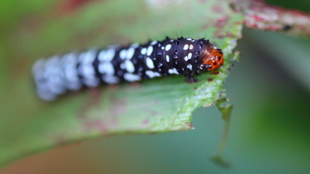 beautiful worm of butterfly eating leaf