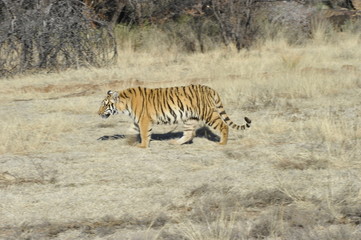 Obraz na płótnie Canvas Bengal Tiger on patrol in its territory