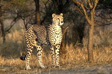 Portrait shot of an African Cheetah
