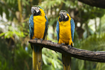 Closed Up yellow and blue Macaw