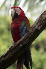 Parrots: scarlet macaw
