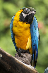 Closed Up yellow and blue Macaw