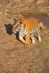 Fototapeta na wymiar Bengal Tiger on patrol in its territory
