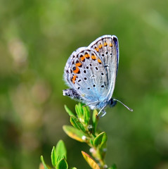 Blue butterfly on the grass. Plebejus argus