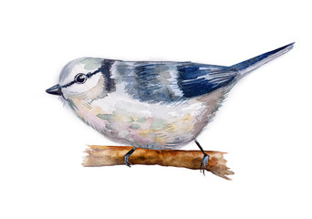 watercolor drawing of bird