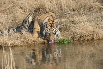 Fototapeta na wymiar Shot of a young tiger having a drink