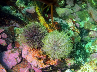 Naklejka na ściany i meble Green sea urchins, Barents sea