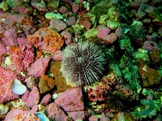 Naklejka na ściany i meble Green sea urchin, Barents sea