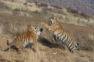 Bengal Tigers playing