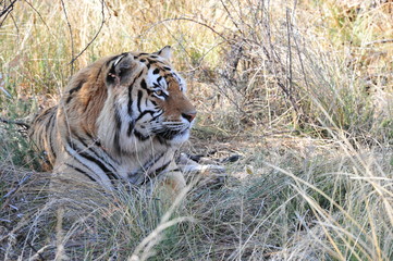Portrait shot of a Bengal Tiger in the wild