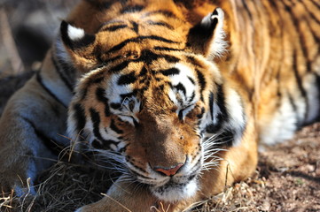 Closeup Portrait shot of a sleeping Bengal Tiger