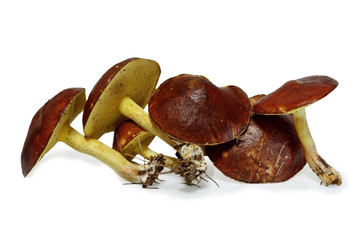 Slippery jack mushrooms (Suillus granulatus) isolated on white b