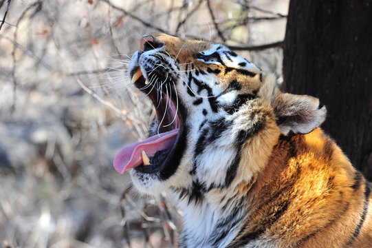 Fototapeta Portrait shot of a yawning Bengal tiger