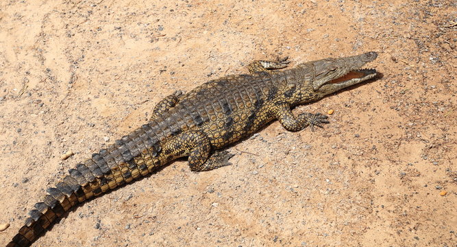 corocodile du nil