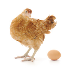 Hen and Egg