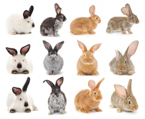 Fototapete Süße Hasen Kaninchen