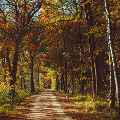 Forest road. Landscape.  avenue of trees in the park .  misty au