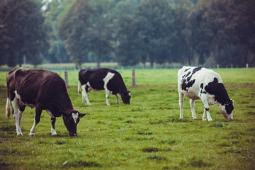 Cows on meadow with green grass. Grazing calves