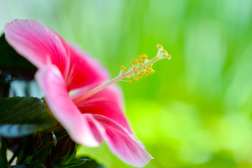 ピンクのハイビスカス横位置-2