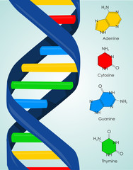 DNA