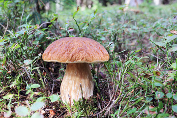 The white Summer Boletus in the Forest