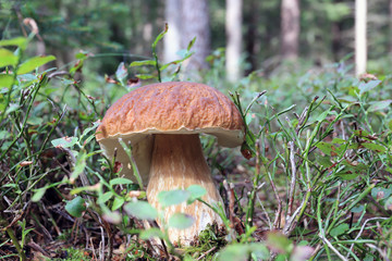 The white Summer Boletus in the Forest