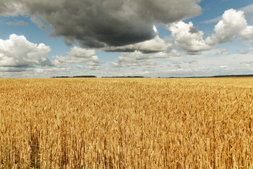 Ripe wheat on a field.