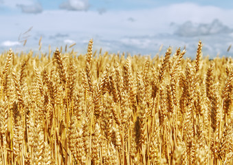 Ripe wheat on a field.