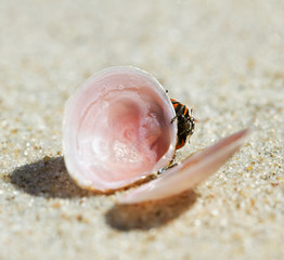 Shell on a sand.