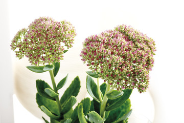 Sedum Blumen, close -up