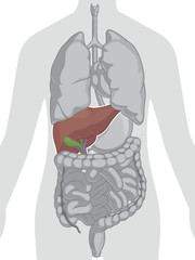 Human Body Anatomy - Liver
