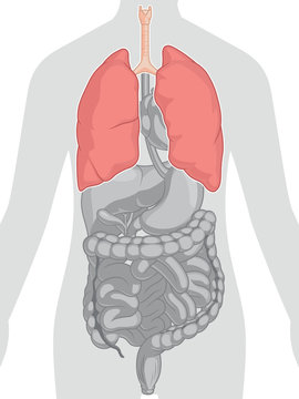 Human Body Anatomy - Lungs