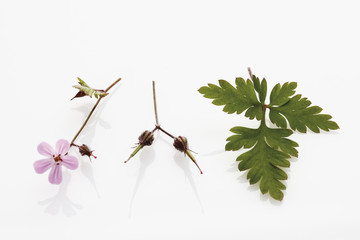 Herb robert auf weißem Hintergrund