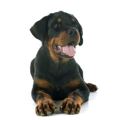 puppy rottweiler