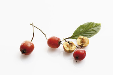Crataegus lavallei auf weißem Hintergrund