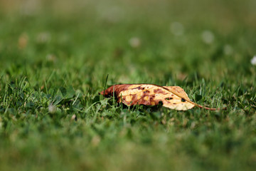 Feuille morte