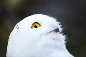 snowy owl