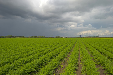 Fototapeta na wymiar Clouds over carrots growing in a field