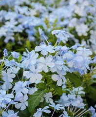 Blue plumbago flower