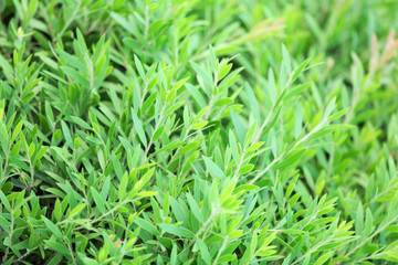 Beautiful green bush close up