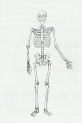 Fototapeta na wymiar skeleton