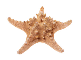 Obraz premium starfish isolated on white background