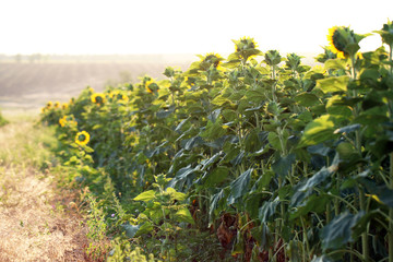 Obraz premium Beautiful sunflowers field
