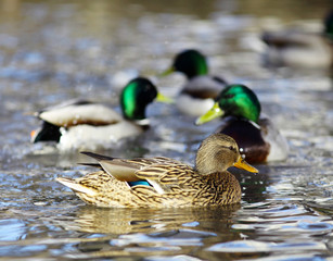 mallard duck on the river