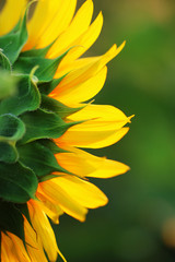 Beautiful sunflower in field