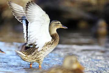 mallard duck on the river